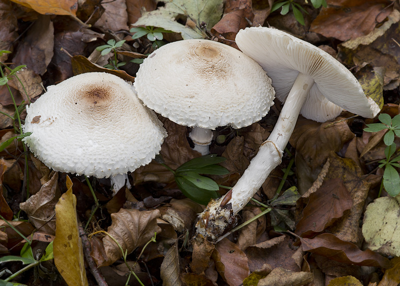 Lepiota ignivolvata